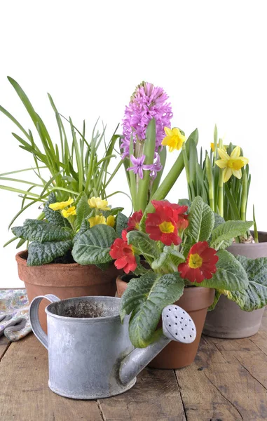 Vasos de primavera e regador de lata — Fotografia de Stock