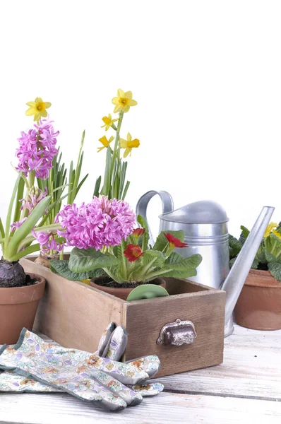 Jarní květiny na stůl — Stock fotografie