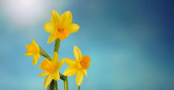 Daffodils on blue sky — Stock Photo, Image