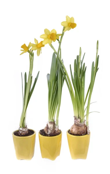 Daffodils in yellow pots Royalty Free Stock Photos