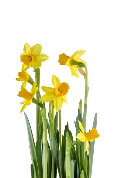 Beautiful  daffodils isolated — Stock Photo, Image