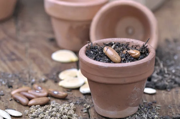 Benih dalam pot kecil — Stok Foto