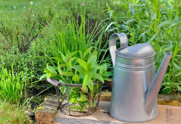 Foglia fresca di menta e pianta aromatica in giardino — Foto Stock