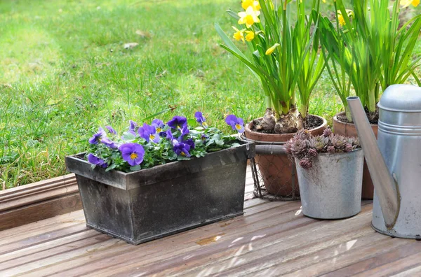 Flowerpotsin bir veranda — Stok fotoğraf