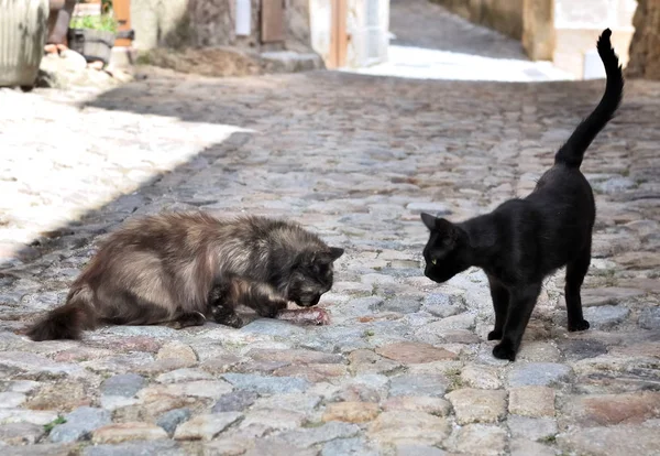 もう一つ食べて見て猫 — ストック写真