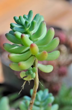 etli fabrikayı kapatma