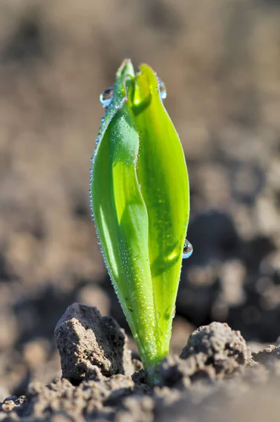 Planta jovem de trigo coberto com orvalho — Fotografia de Stock