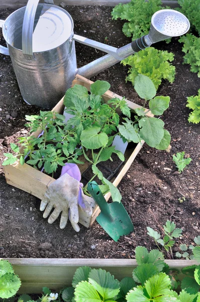 Bibit untuk perkebunan dengan air kaleng dan sekop — Stok Foto