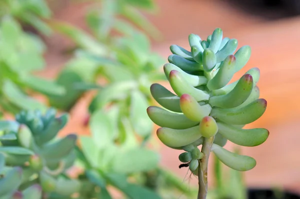 Vicino a pianta succulenta — Foto Stock