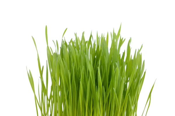 Kępy trawy na białym tle — Zdjęcie stockowe