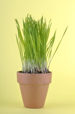 Catnip bir pişmiş toprak kap üzerinde