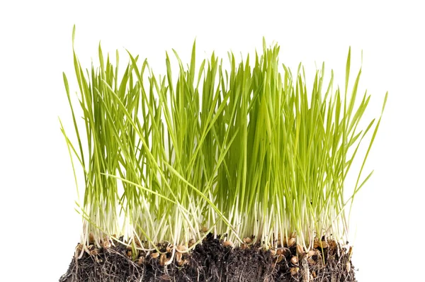 Sprout av gräs som isolerade — Stockfoto