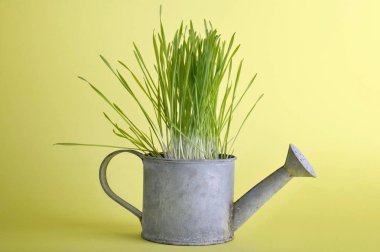 Catnip rustik bir sulama olabilir