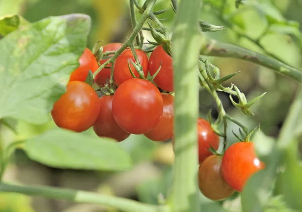 Pomodori maturi freschi in giardino — Foto Stock