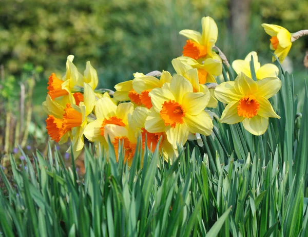 Narcisos em um canteiro de flores — Fotografia de Stock