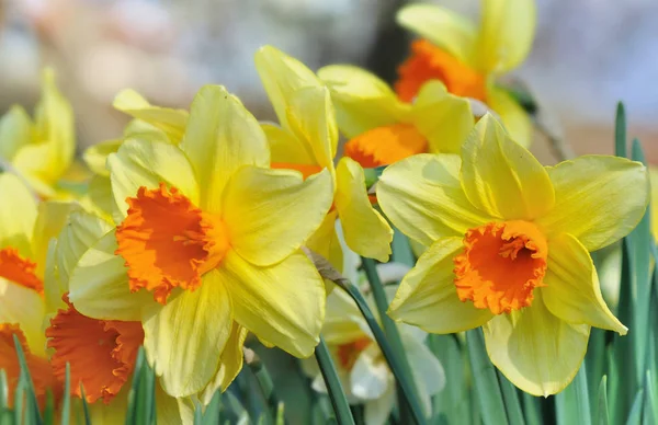 Beautiful petal of daffodils — Stock Photo, Image