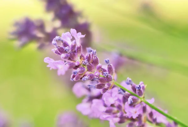 라벤더의 꽃 — 스톡 사진