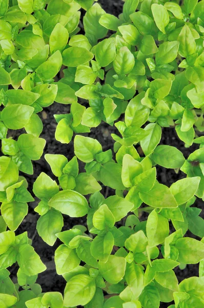 Leaf of basil seedlings background — Stock Photo, Image