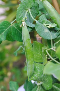 yeşillik içinde olgunlaşmış bezelye