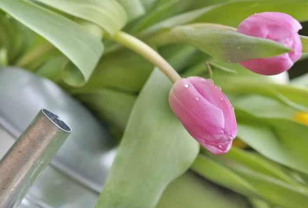 Tulipa rosa coberta com gotas em uma lata de água de metal — Fotografia de Stock