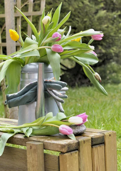 Tulips in watering can  in  garden — Stock Photo, Image