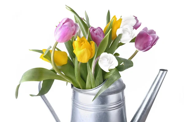 Barevné tulipány v konev — Stock fotografie