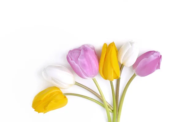 Bunte und hübsche Tulpen — Stockfoto