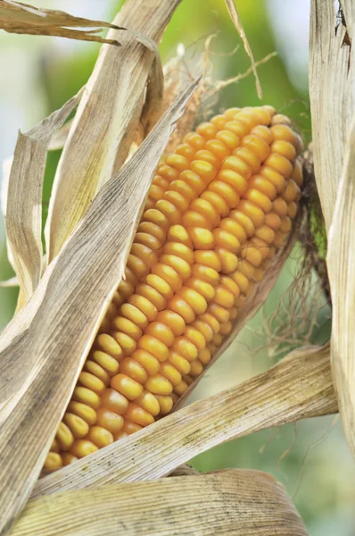 Ripe ear of maize in a field — Stock Photo, Image