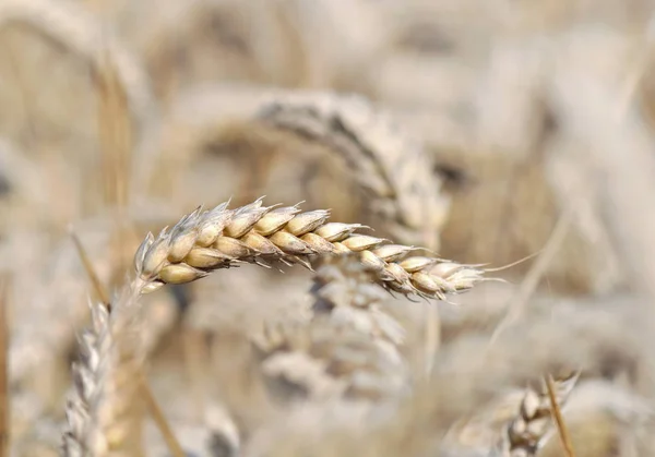 Rijp tarwe in een veld — Stockfoto