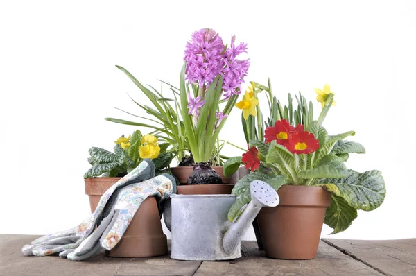 Fiore di vaso di primavera su un tavolo — Foto Stock