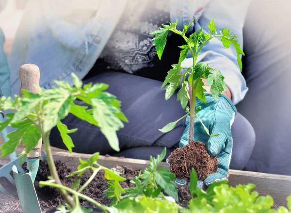 Plantar uma planta jovem — Fotografia de Stock