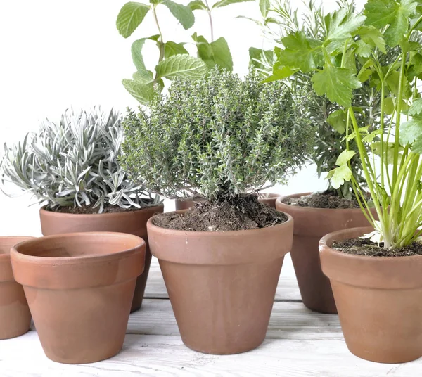 Herbes aromatiques en pot sur une table de jardin — Photo