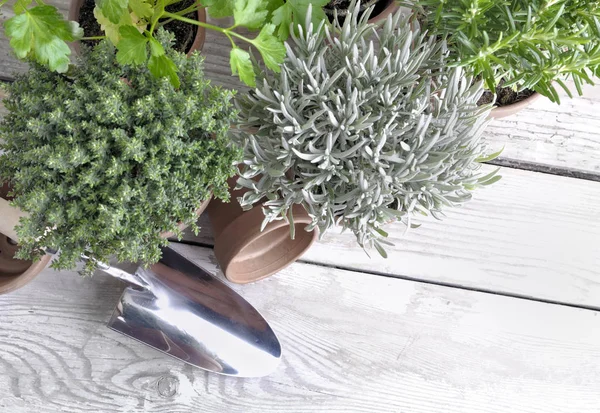 Kräuter eingetopft und Schaufel auf dem Gartentisch — Stockfoto