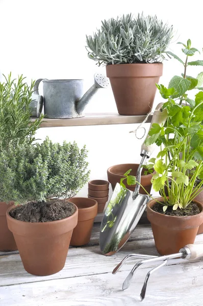 Herbes aromatiques en pot sur une table de jardin — Photo