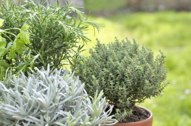 aromaticherb bir bahçe saksı 