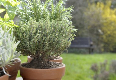 kekik bir bahçe saksı 