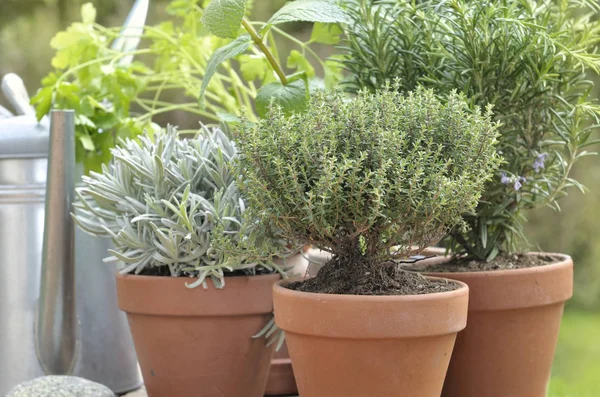 Aromatische Pflanze im Garten eingetopft — Stockfoto