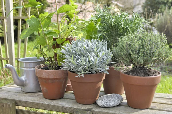 Plantes aromatiques en pot dans le jardin — Photo