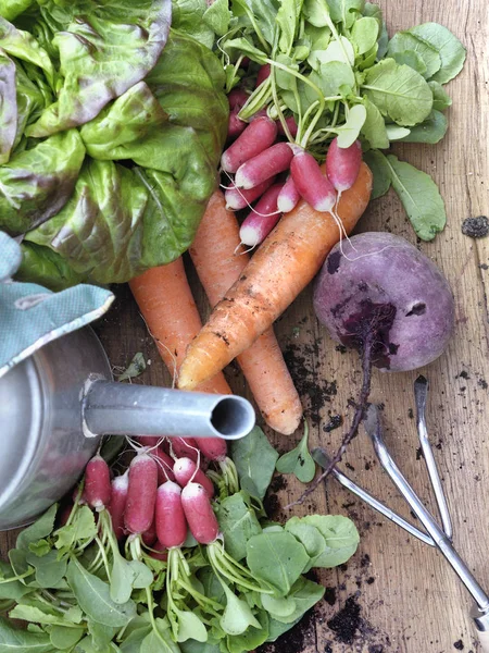 Sayuran organik dari kebun — Stok Foto
