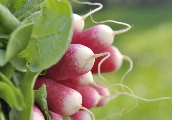 Fresh radish on greeen background — Stock Photo, Image