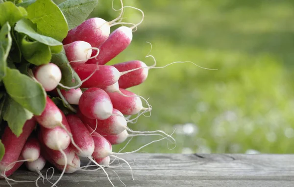 Fresh radish in garden — Stock Photo, Image