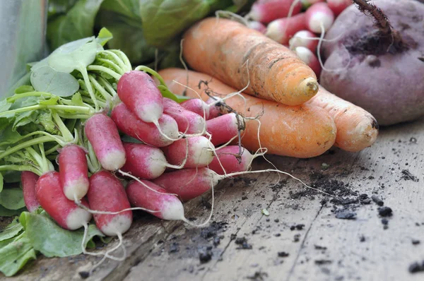 Fresh vegetables from garden — Stock Photo, Image