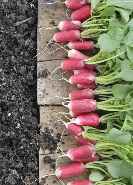 Organic pink radish — Stock Photo, Image