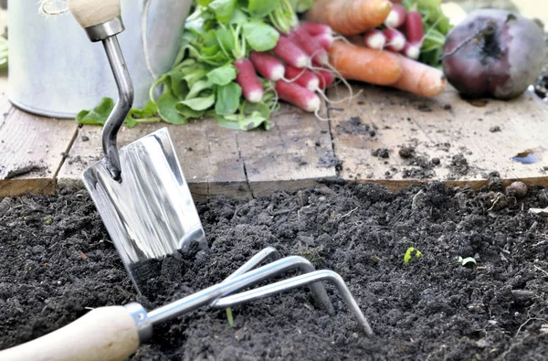 Gardening tools and vegetables — Stock Photo, Image