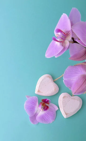 Romantische orchid op blauwe bodem — Stockfoto