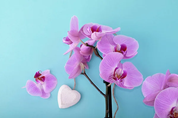 Orchidea e cuore su blu — Foto Stock