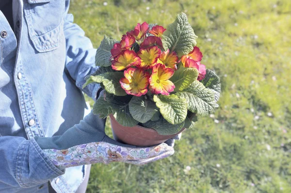 Květináč a zahradník — Stock fotografie