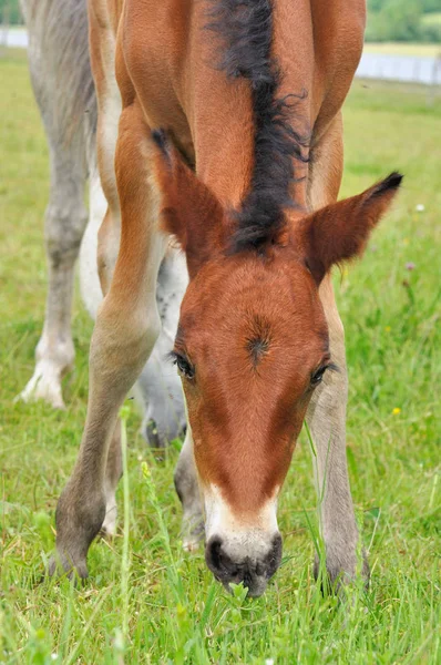 Brown foal grazing grass — Stock Photo, Image