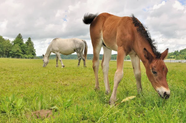 Foal βόσκοντας το γρασίδι — Φωτογραφία Αρχείου