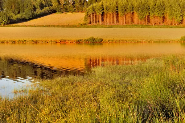 Acqua ed erba al tramonto — Foto Stock